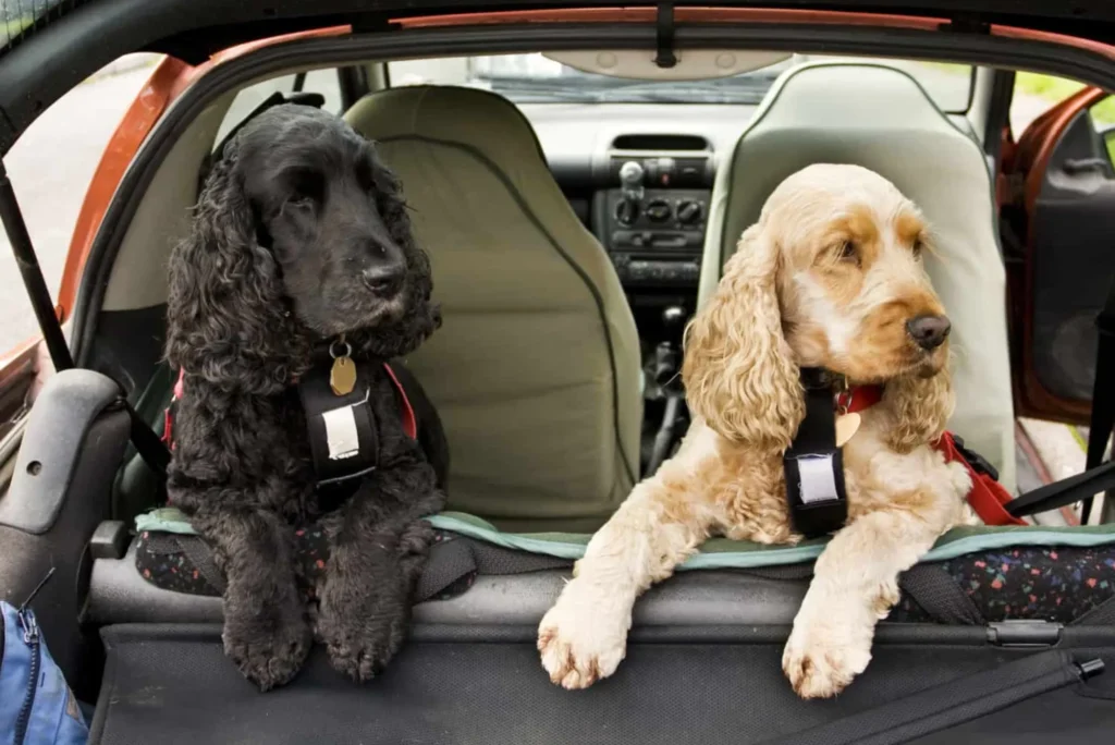 Does Canada Require Pets Microchipped by Car Benefits