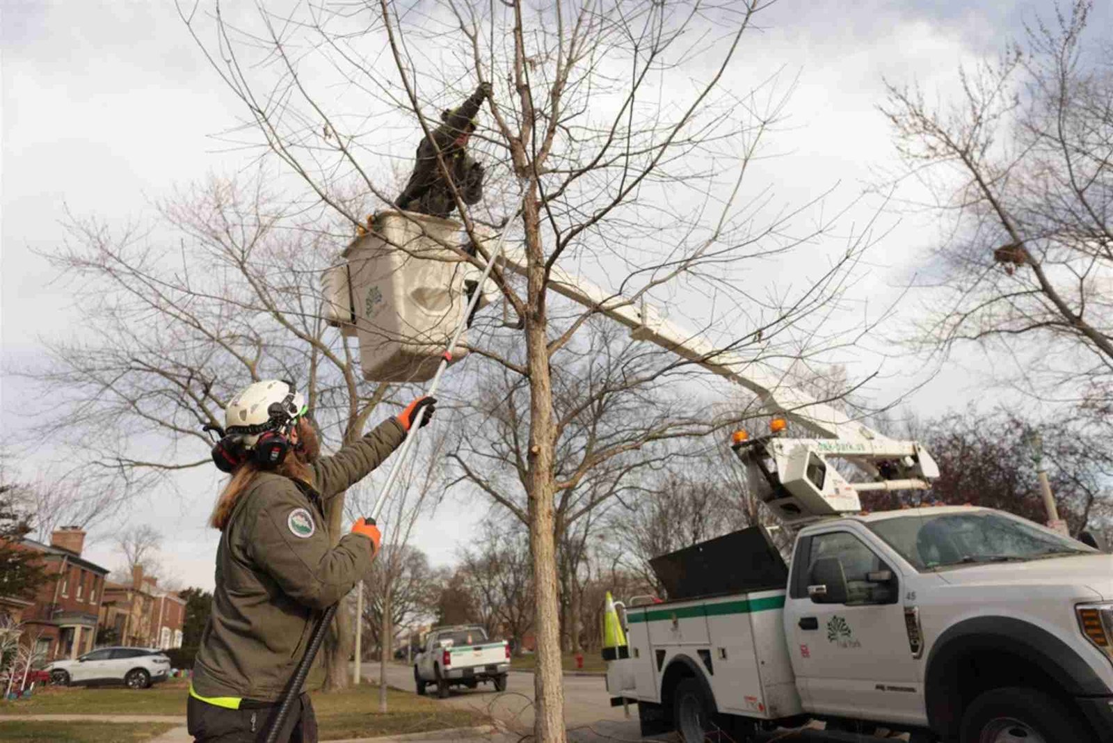 Tree Service in Oak Park, IL